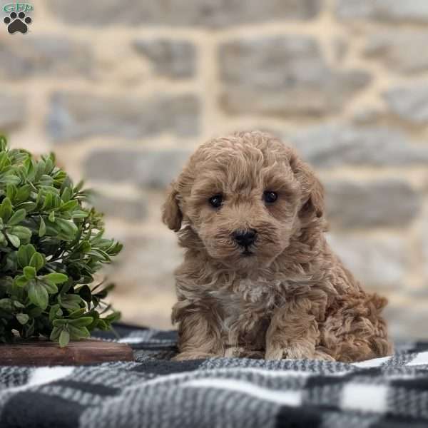 Asher, Cavapoo Puppy
